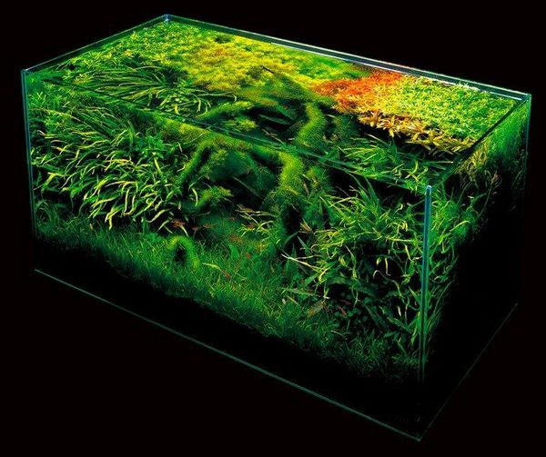 gallery/aquarium-aquascape-design-ideas