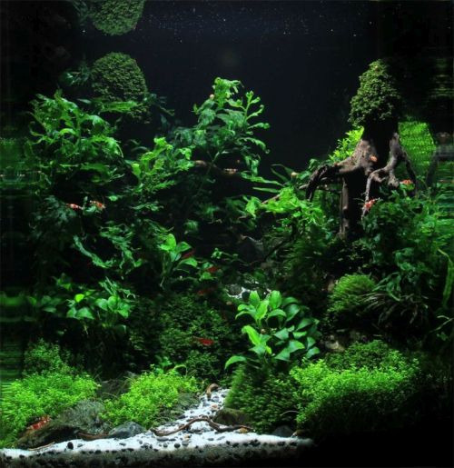 gallery/stunning-aquascape-design-ideas-27