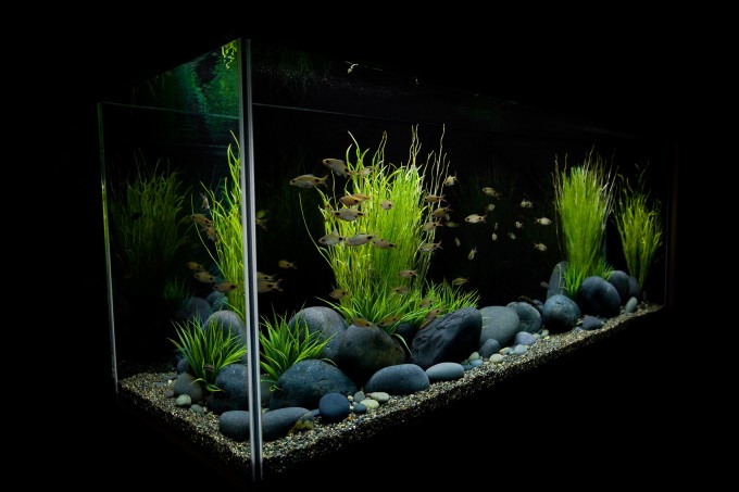 gallery/decoration-mesmerizing-classic-decorative-freshwater-aquascape-with-driftwood-wonderful-aquascape-aquarium-designs-aquascape-aquarium-ideas-natural-ornaments-wide-aquarium-aquascape-680x453